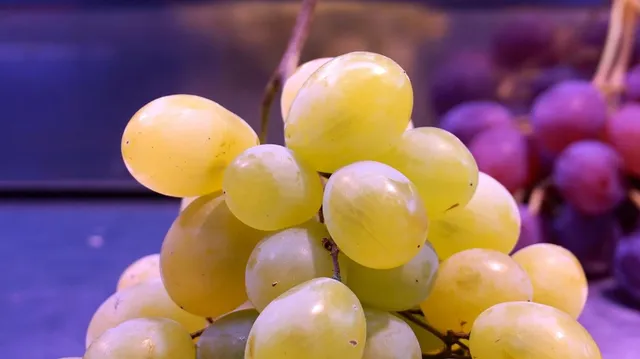 batidora amasadora gourmet lacor