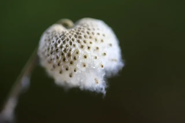 batidora amasadora bomann km 6009